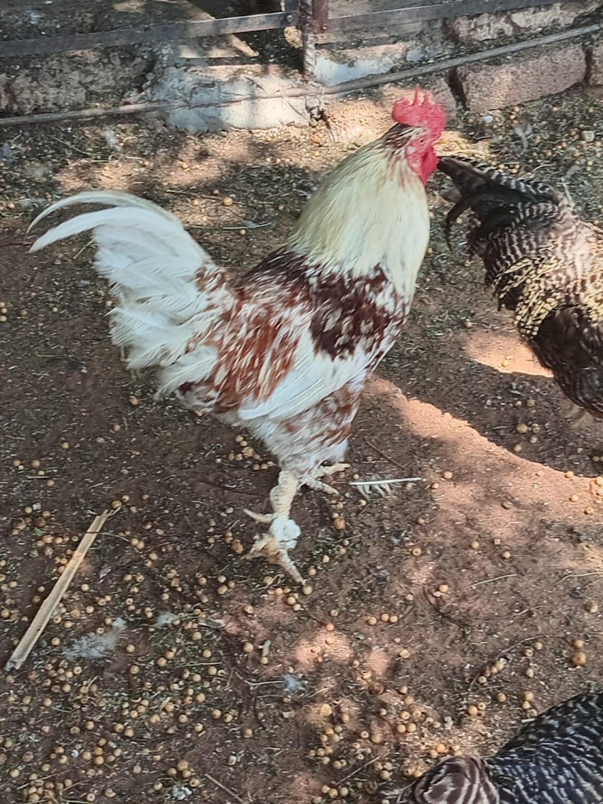 Boschvelder Roosters x 3