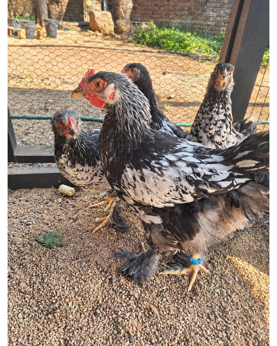 2 Brahma /Easter egger cockrels