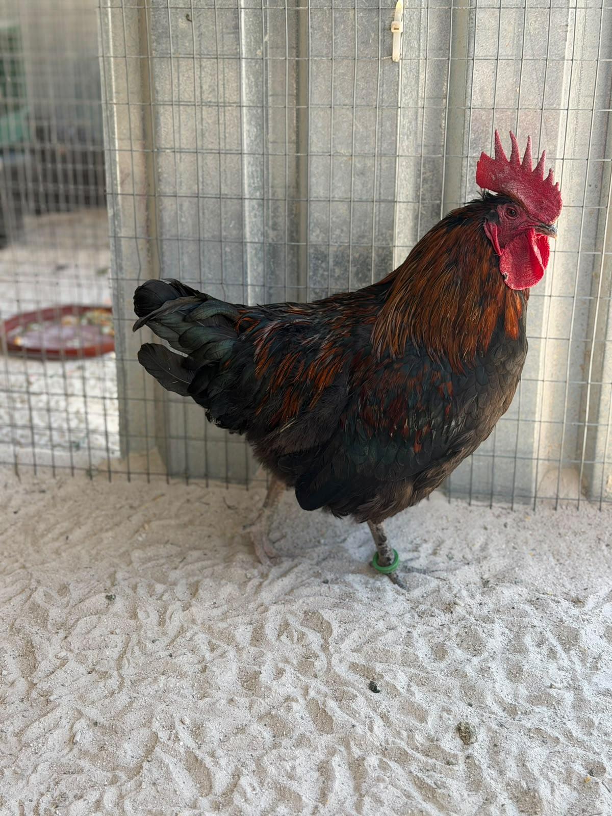 Black Copper Maran Cockerel
