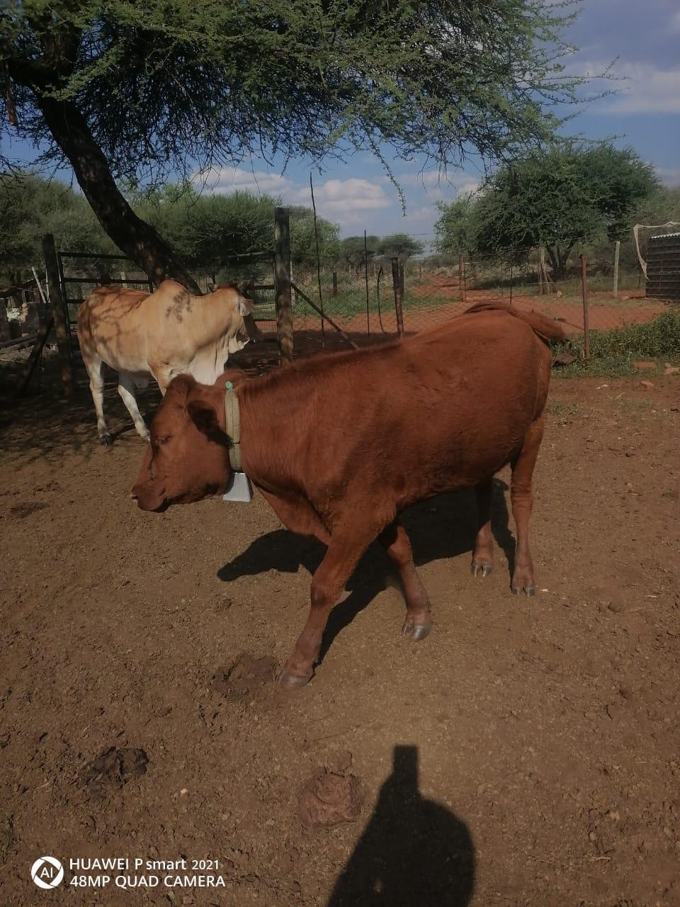 2 x cows