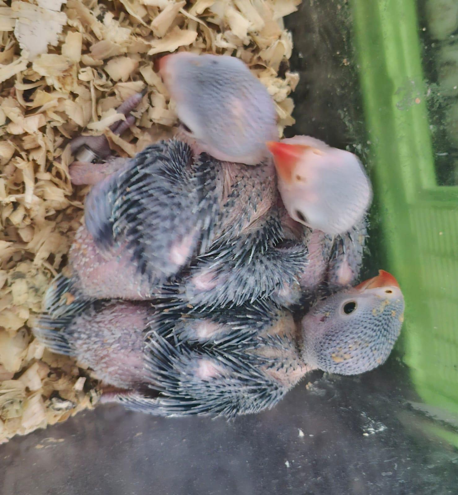 baby ringnekke x 3