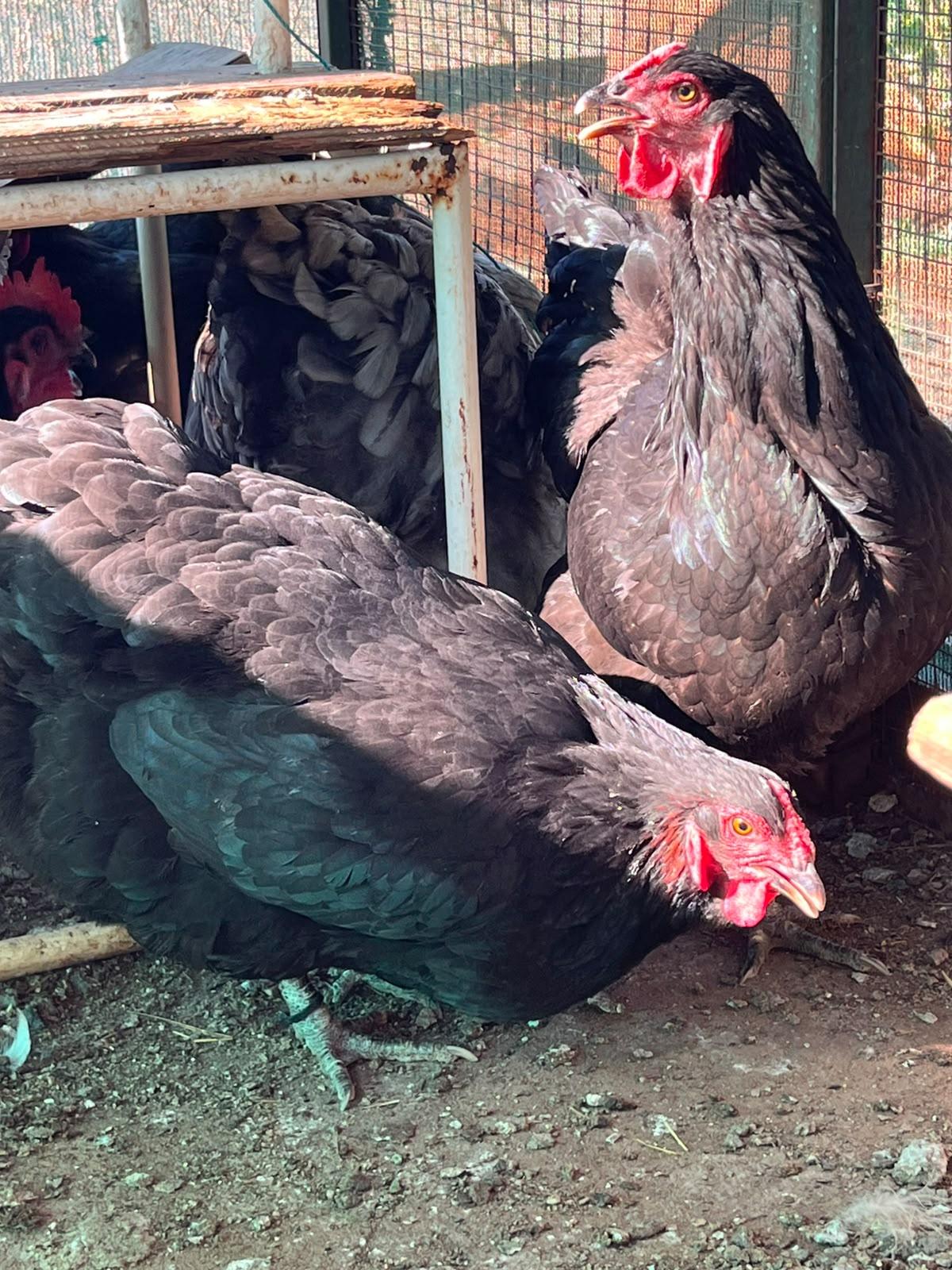 4 x Australorp hens