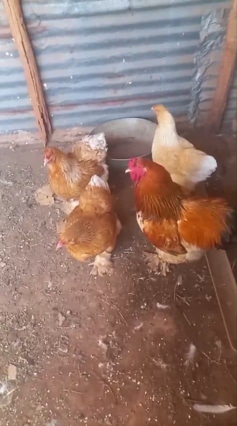 Video preview for golden partridge brahma x 4