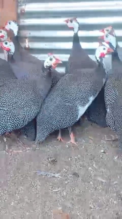 Video preview for Guineafowls pairs