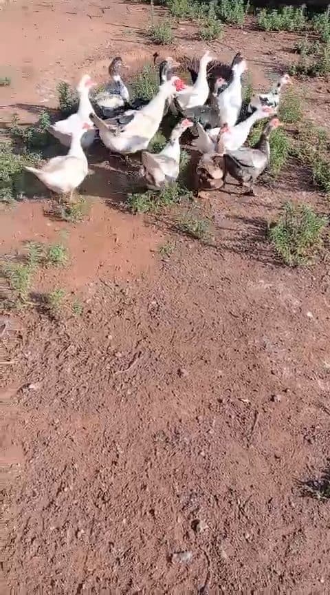 Video preview for 5 x macovy females
