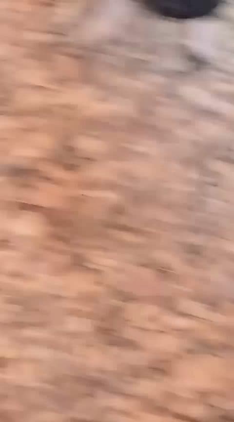 Video preview for Cochin chicks