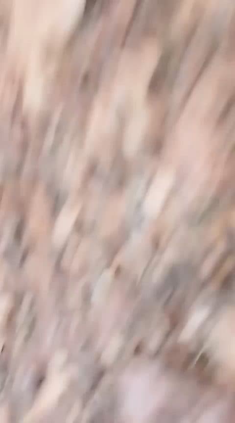 Video preview for Cochin chick