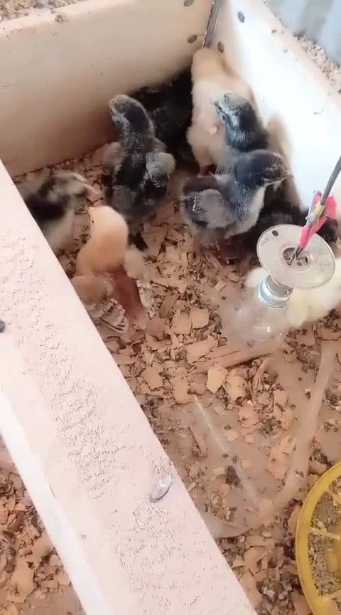 Video preview for 10x Brahma chicks