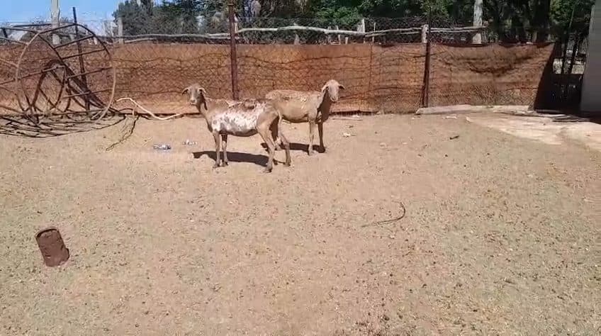 Video preview for 2 x meatmaster ewes