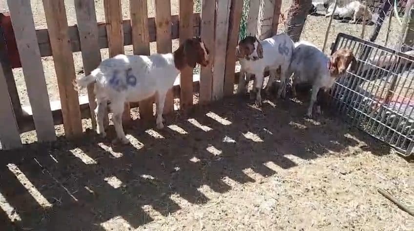 Video preview for 3 x boergoats