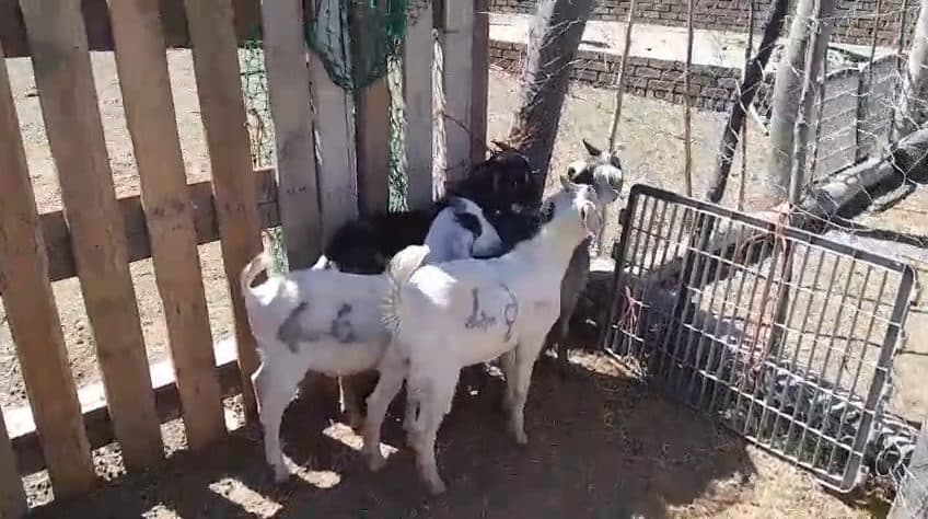 Video preview for 4 x goat rams