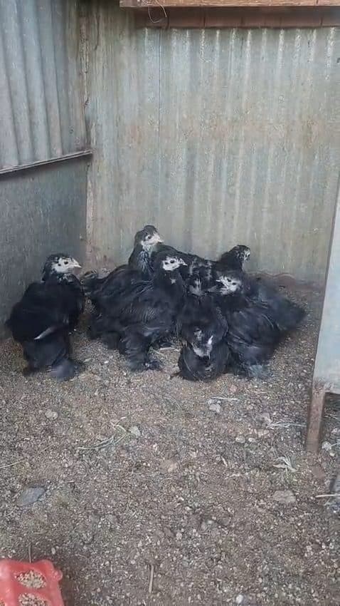 Video preview for black Brahma chicks x 9