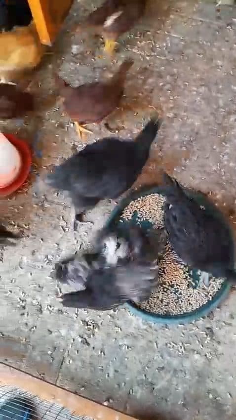 Video preview for chicks