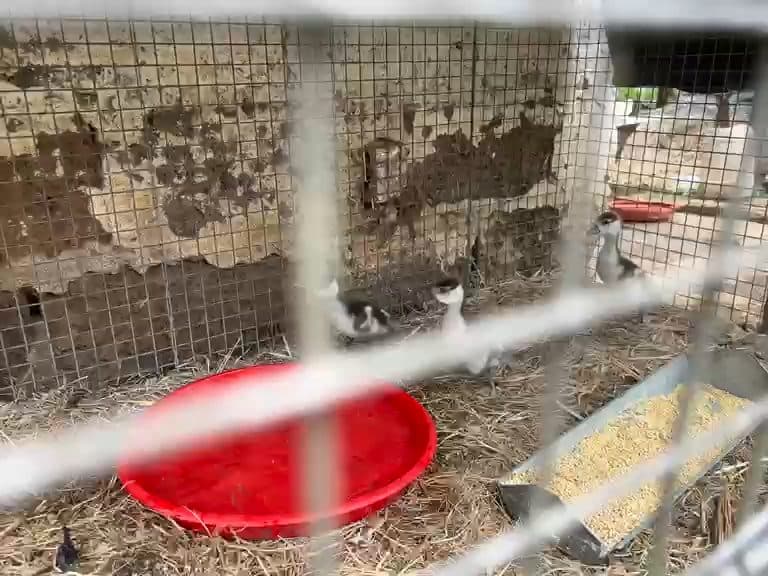 Video preview for 4 Egyptian gooselings