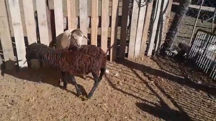 Video preview for 2 x meatmaster ram lambs