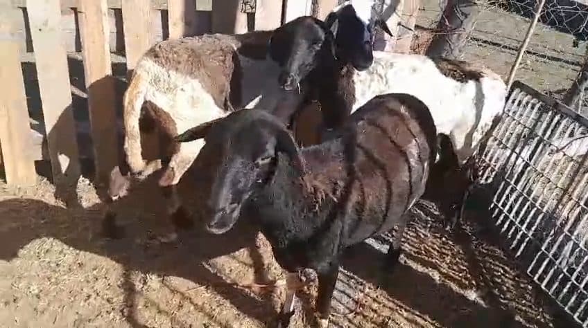 Video preview for 3 x meatmaster ewes