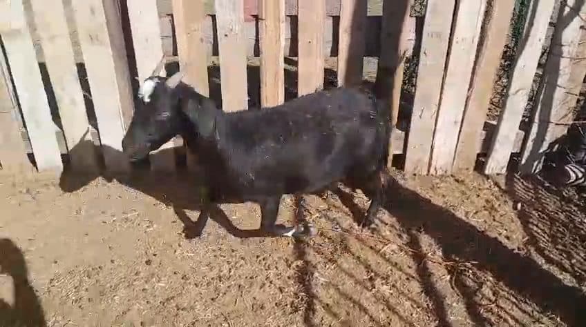 Video preview for 1 x female goat