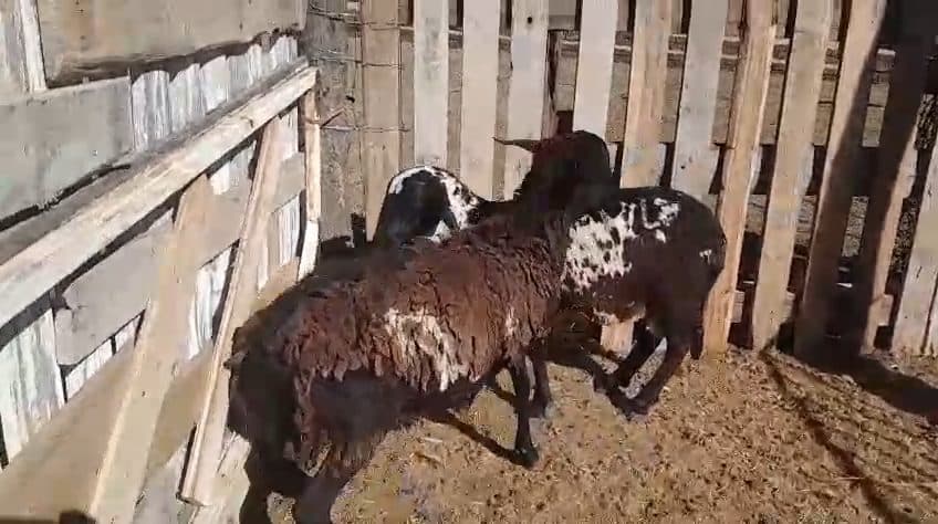 Video preview for 2 x meatmaster males