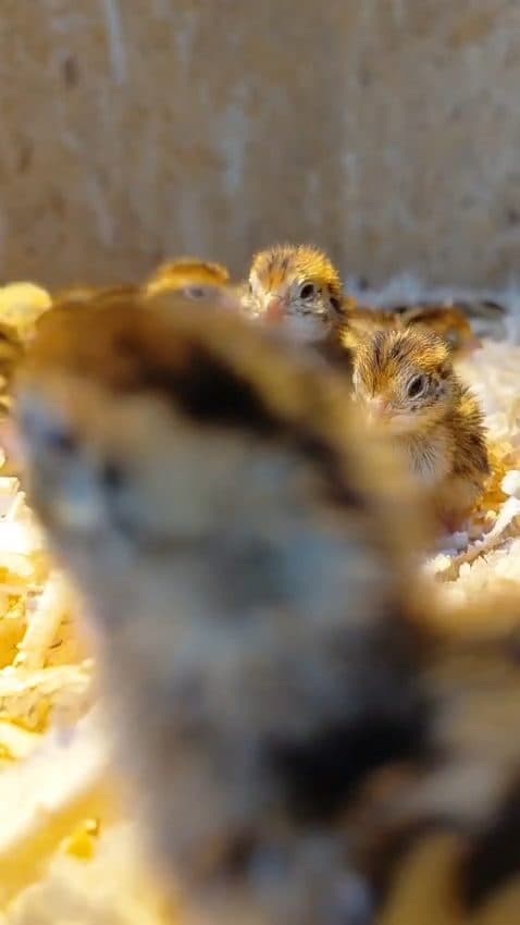 Video preview for Jumbo Coturnix Quail