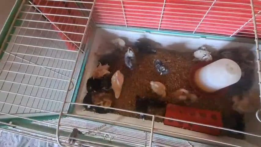 Video preview for chicks