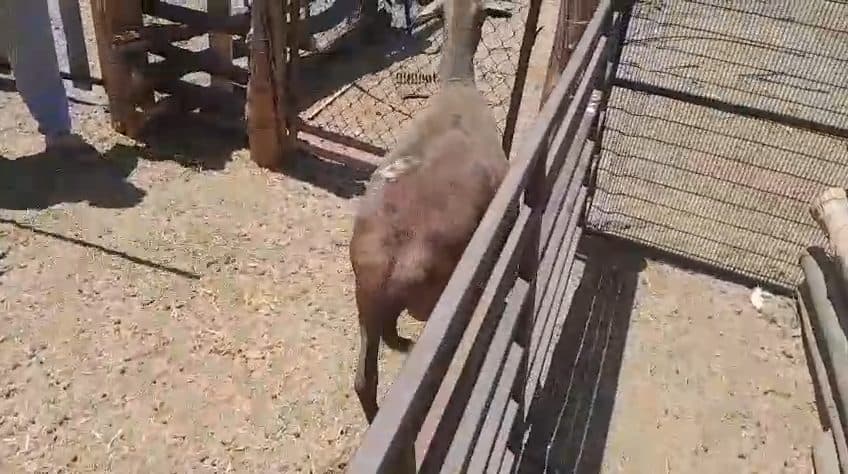 Video preview for 1 x meat master ewe
