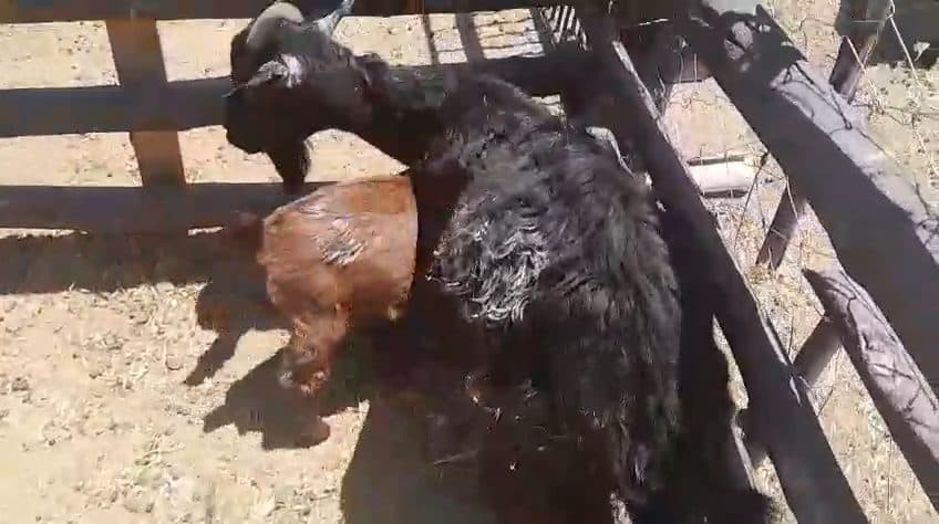 Video preview for 1 x ewe with kid