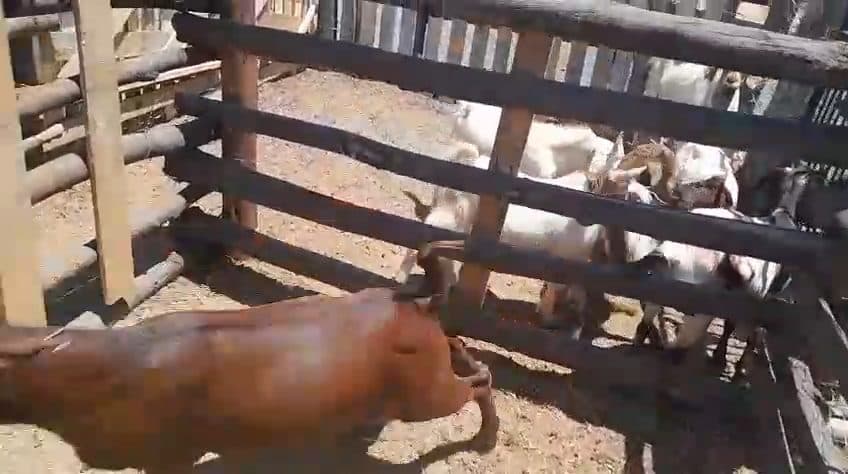 Video preview for 1 x kalahari male
