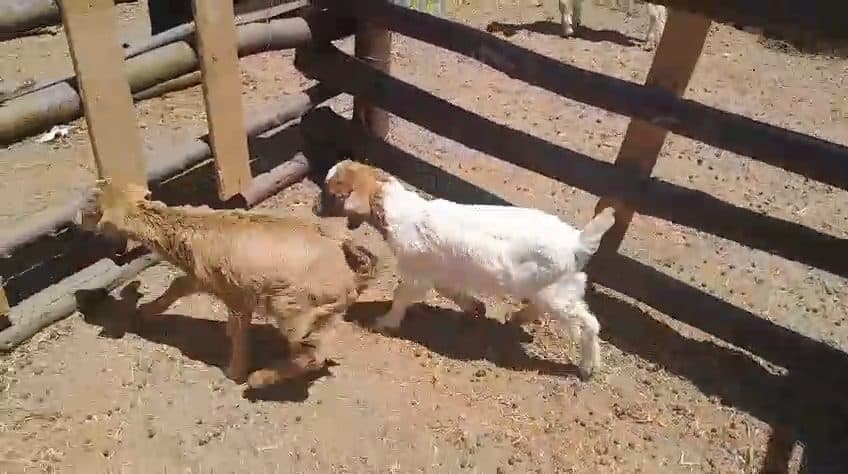 Video preview for 1 x boergoat ewe with twins