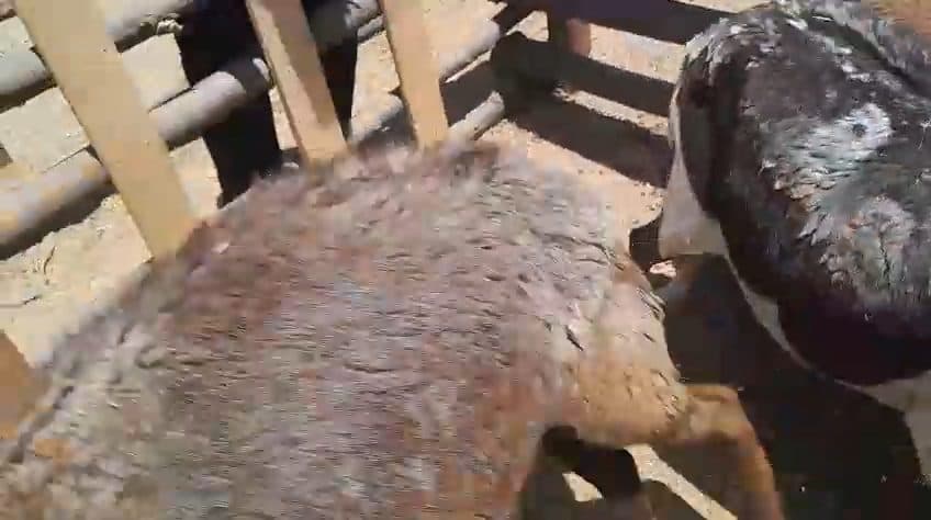 Video preview for 4 x damara ewes