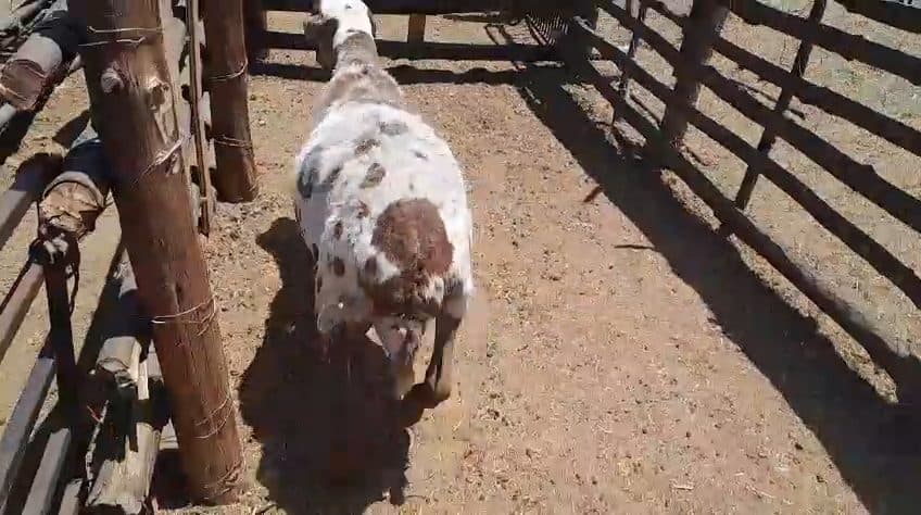 Video preview for 1 x meat master ram