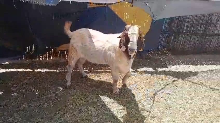 Video preview for 1 x boergoat ram