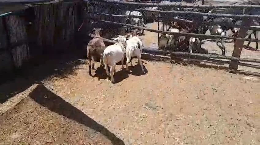 Video preview for 3 x meat master rams
