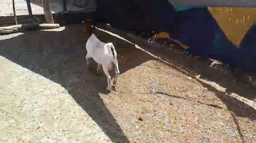 Video preview for 1 x boergoat ram