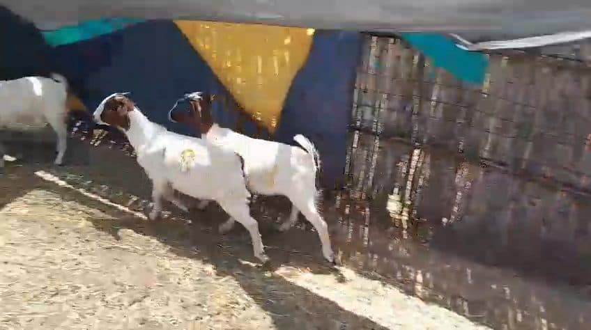 Video preview for 3 x boergoat females