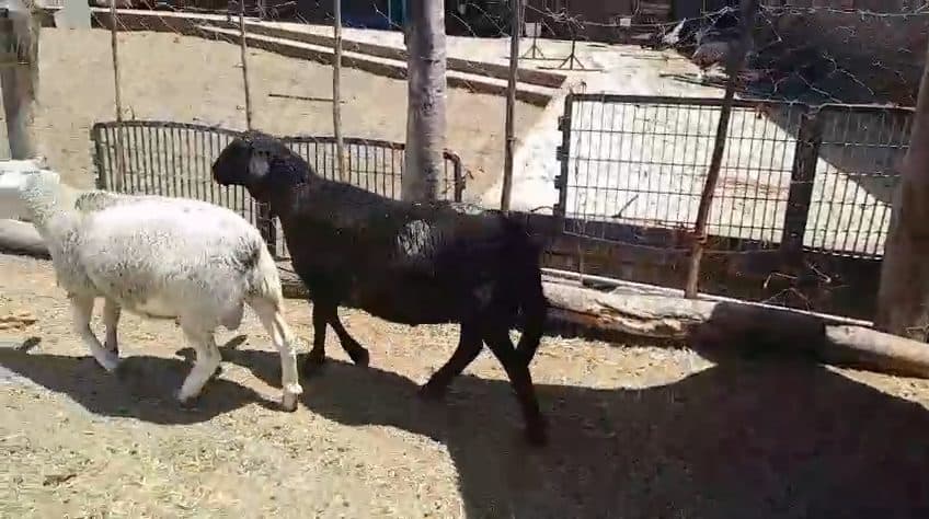 Video preview for 2 x meat master rams
