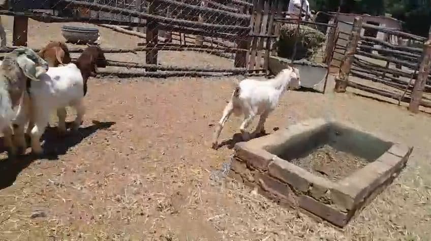 Video preview for 7 x young rams