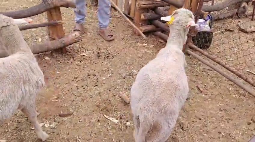Video preview for 2 x merino males