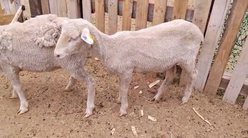 Video preview for 2 x merino ewes