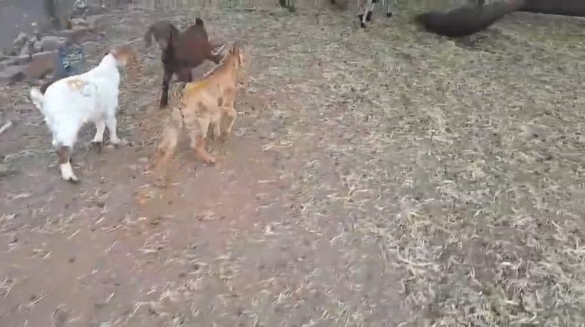 Video preview for 3 x goats kids