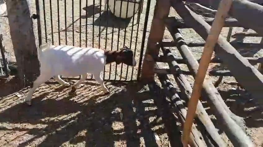 Video preview for 1 x boergoat female