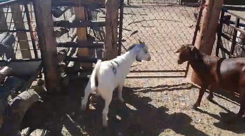 Video preview for 2 x male goats