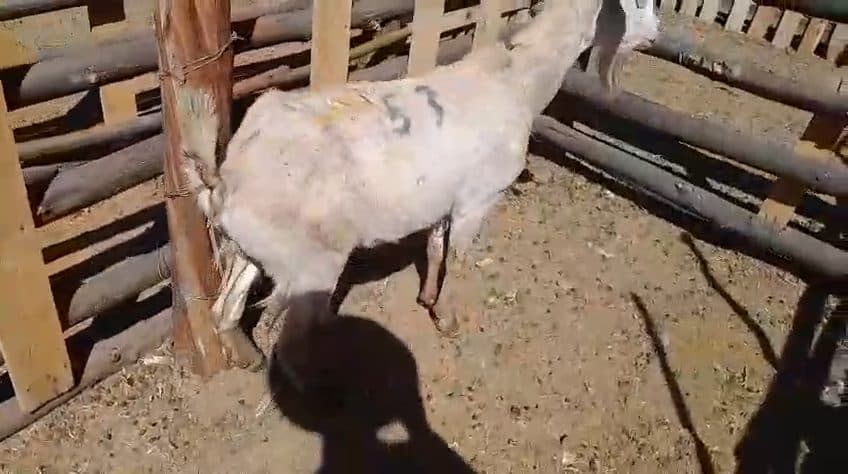 Video preview for 1 x ewe