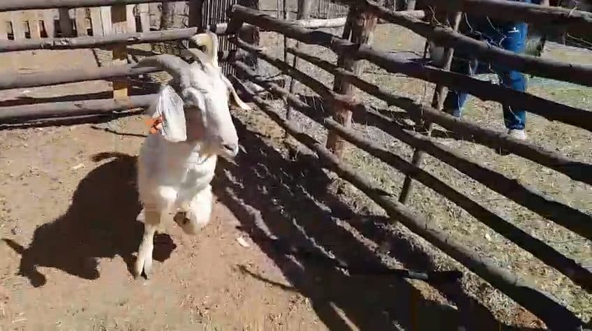 Video preview for 1 x savannah X ram