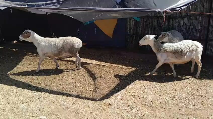 Video preview for 3 x ewes