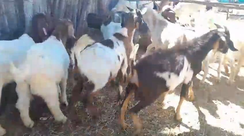 Video preview for 11 x young rams