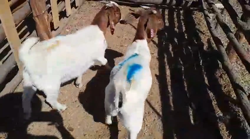 Video preview for 2 x boergoat rams