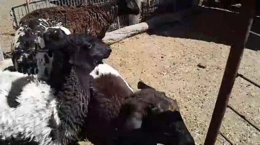 Video preview for 4 x meatmaster males