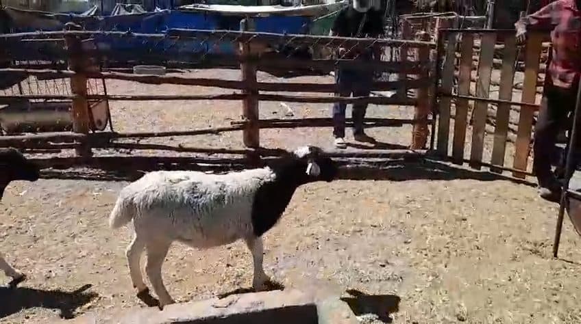Video preview for 3 x rams