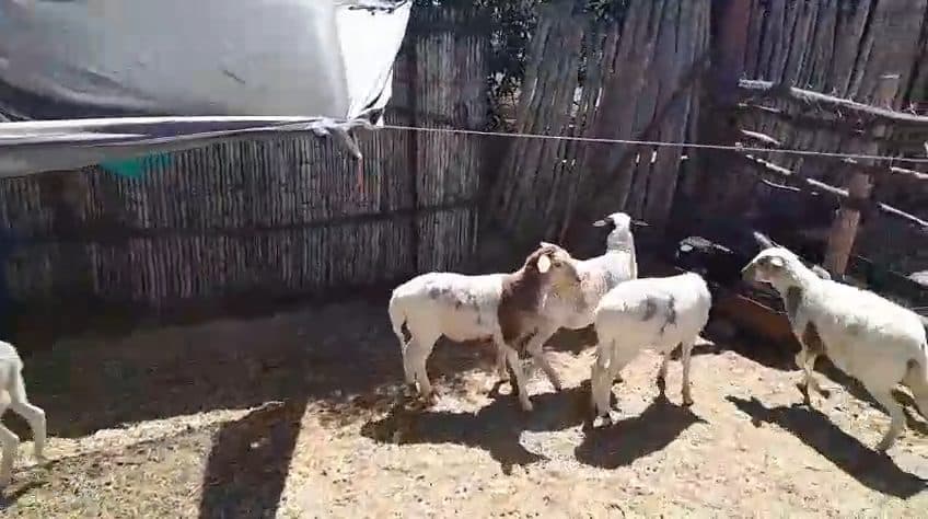 Video preview for 5 x lambs
