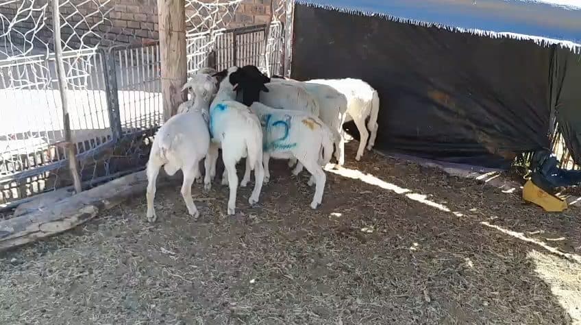 Video preview for 7 x ram lambs